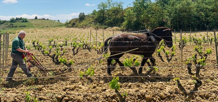 LA IMPORTANCIA DEL VIÑEDO